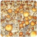 Псилоцибиновые (галлюциногенные)  грибы Psilocybin "Golden Teacher" в Бирске