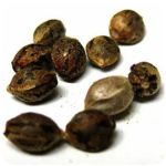 Семена марихуаны АК-47  (Seeds AK-47) в Бирске